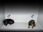 TECKEL MINI  PRECIOSOS CACHORROS 250 € - mejor precio | unprecio.es