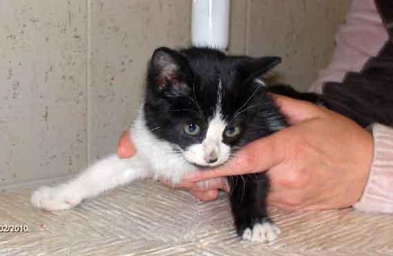 VIOLETA gatita de dos meses rescatada del motor de un coche .ADOPCIÓN URGENTE¡‏