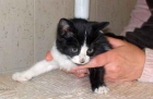VIOLETA gatita de dos meses rescatada del motor de un coche .ADOPCIÓN URGENTE¡‏ - mejor precio | unprecio.es