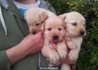 Vendo camada de labradores, cría particular enseño padres - mejor precio | unprecio.es