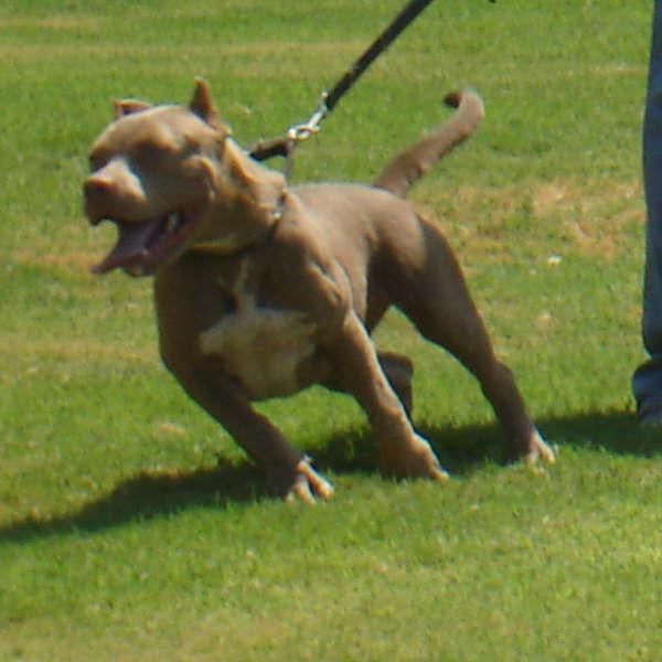 american bully