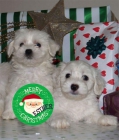 Bichon maltes, pequeños cachorros en venta - mejor precio | unprecio.es