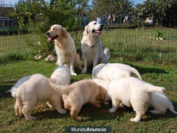Cachorros Golden Retriever