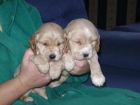 Cocker Dorados Cachorros - mejor precio | unprecio.es
