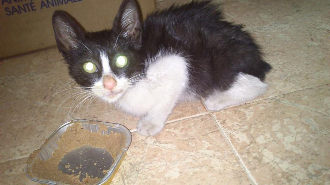 Cookie, gatito en busca de amor
