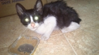 Cookie, gatito en busca de amor - mejor precio | unprecio.es