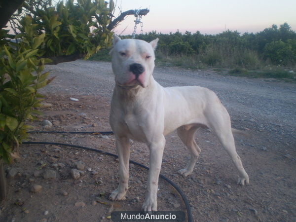 dogo argentino