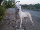 dogo argentino - mejor precio | unprecio.es