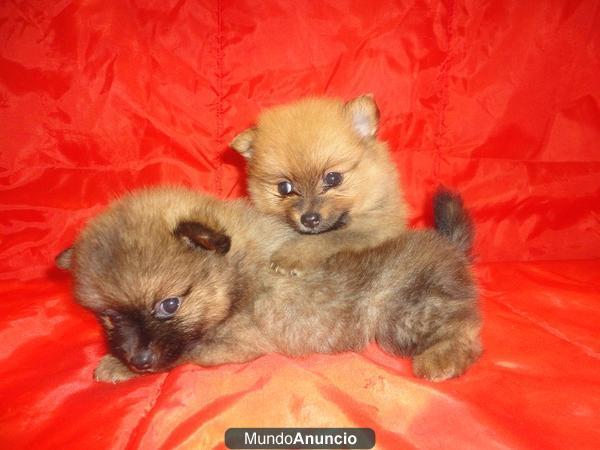 POMERANIA MINI 480€