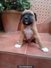 vendo cachorros de boxer - mejor precio | unprecio.es