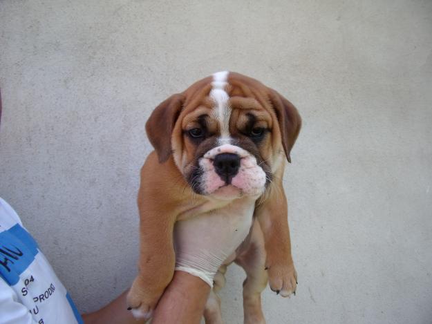 bulldog  inglés cachorros