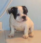 BULLDOG   FRANCES   465 - mejor precio | unprecio.es