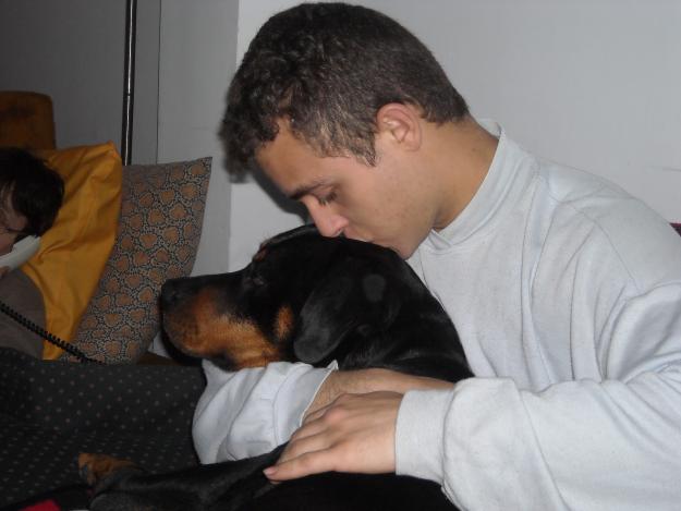 BUSCO PERRA PARA APAREAR CON ROTWEILLER MACHO. RETRIBUYO CON 40 EUROS