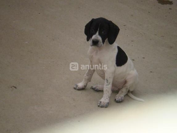 CACHORROS DE POINTER