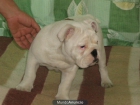 camada de bichon maltes - mejor precio | unprecio.es