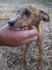 CANELA y FOSQUI, cachorras cruce de galgo - SOS ACOGIDA - mejor precio | unprecio.es