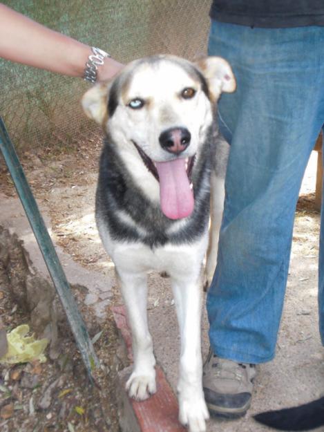 Cariñoso cruce de husky en adopción