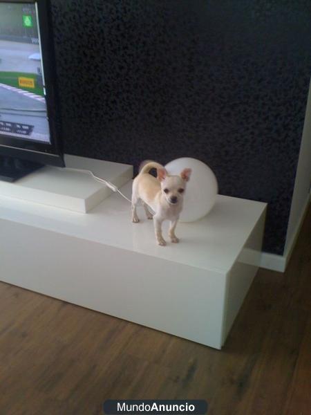 chihuahua macho busca novia