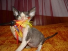 Disponible Devon Rex - mejor precio | unprecio.es