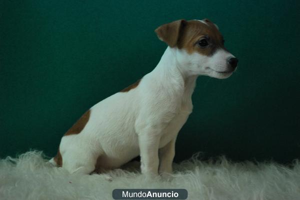 jack russell terrier, de primera calidad, ven a verlos., somos criadores