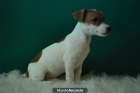 jack russell terrier, de primera calidad, ven a verlos., somos criadores - mejor precio | unprecio.es