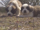 San bernardo oferta cachorros - mejor precio | unprecio.es
