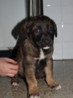 -- CACHORRITOS x PASTOR ALEMAN - ADOPTA - mejor precio | unprecio.es