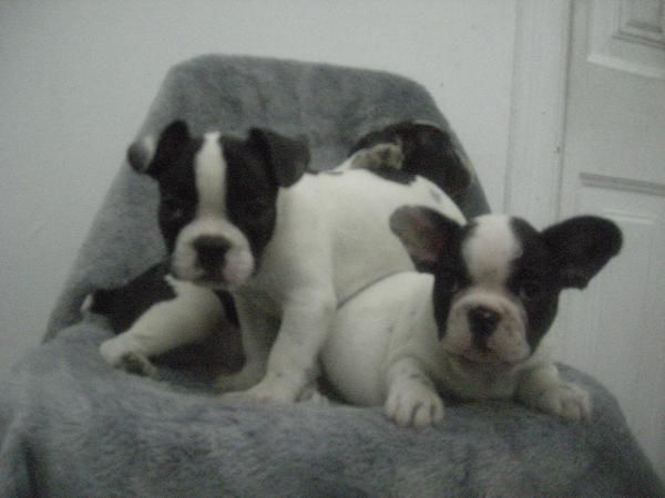 BULLDOG FRANCES EN BARCELONA CENTRO