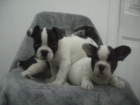 BULLDOG FRANCES EN BARCELONA CENTRO - mejor precio | unprecio.es