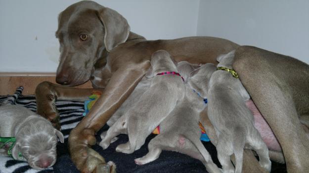 Cachorritos de weimaraners