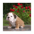 cachorros bulldog inglese 195 - mejor precio | unprecio.es