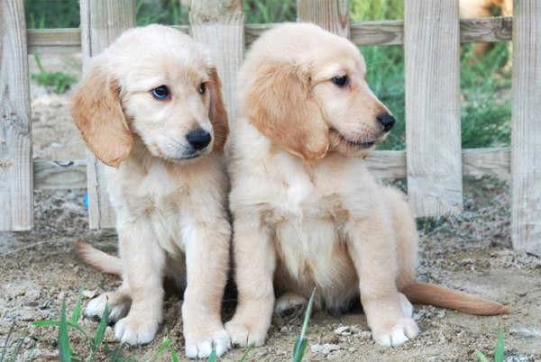 Cachorros de Golden de pura raza