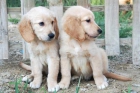 Cachorros de Golden de pura raza - mejor precio | unprecio.es