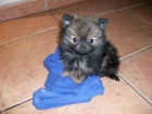 Pequeño cachorro de lulu de pomerania - mejor precio | unprecio.es