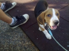 precioso beagle tricolor muy cariñoso y jugueton - mejor precio | unprecio.es