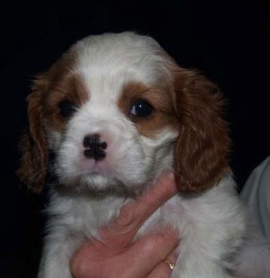 Se vende camada de Cavalier, urge  Logroño