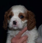 Se vende camada de Cavalier, urge  Logroño - mejor precio | unprecio.es