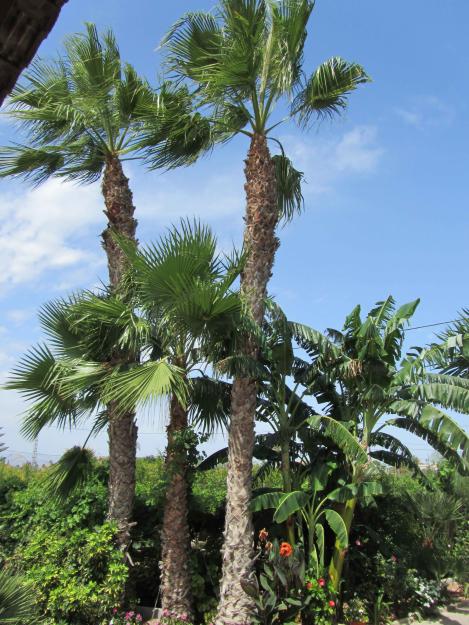Venta de palmeras Washingtonia robusta