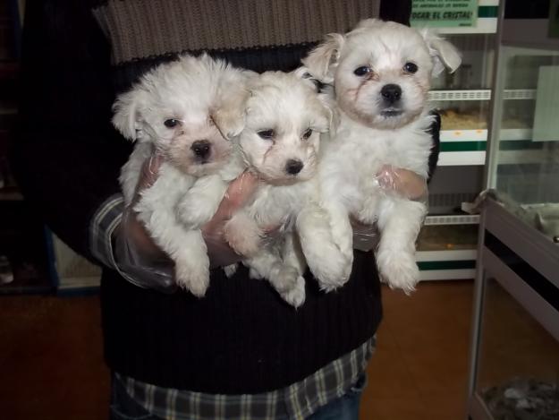 BICHÓN MALTÉS