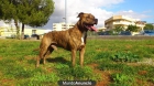 Busco hembra para stanford - mejor precio | unprecio.es