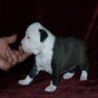 CACHORROS AMERICAN STAFFORDSHIRE TERRIER - mejor precio | unprecio.es