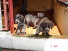 CAMADA DE CACHORROS D. DRAHTHAAR - mejor precio | unprecio.es