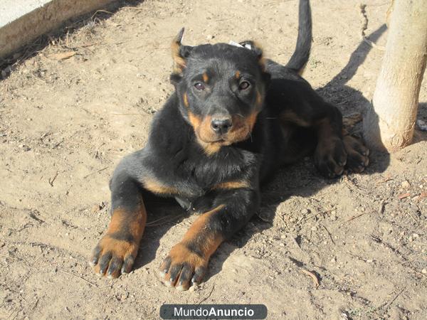 Camada de cachorros de beauceron o Pastor de Beauce