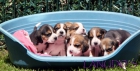 Excelente camada beagle tricolor - mejor precio | unprecio.es