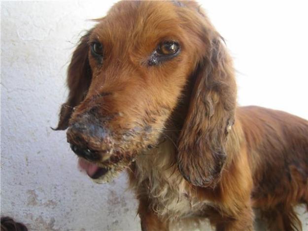 MANDI, perro con la mandibula rota necesita ayuda!!