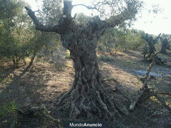 olivos ornamentales