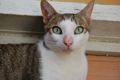 Raspu gatito que supo ir al sitio indicado