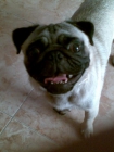 SE OFRECE "CARLINO", PARA MONTA!!!!!! - mejor precio | unprecio.es