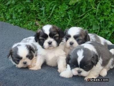 SHIH TZU PEDIGREE 390