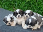 SHIH TZU PEDIGREE 390 - mejor precio | unprecio.es